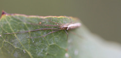 Tetragnatha demissa