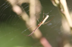 Tetragnatha protensa