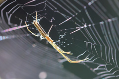 Tetragnatha protensa