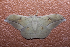 Antheraea rosieri