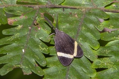 Pidorus