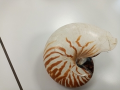 Nautilus pompilius
