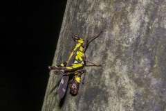 Erianthus versicolor