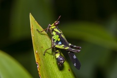 Erianthus versicolor