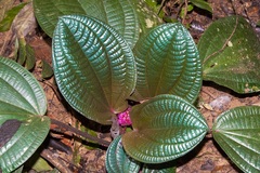 Phyllagathis rotundifolia