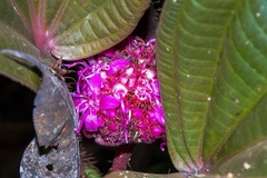 Phyllagathis rotundifolia
