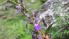 Lobelia erectiuscula