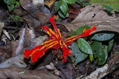 Etlingera