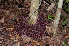 Baccaurea parviflora