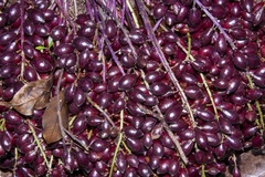 Baccaurea parviflora