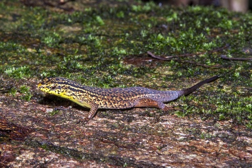 Rough-scaled Sun Skink, Eutropis rugifera