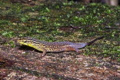 Eutropis rugifera