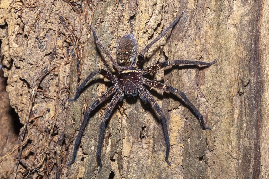 Giant Huntsman Spiders from Kuala Tahan, Taman Negara on June 11, 2010 ...