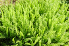 Achillea millefolium