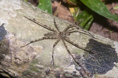 Heteropoda boiei