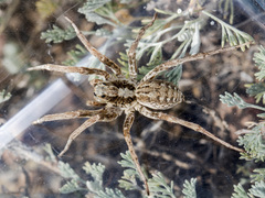 Alopecosa marikovskyi