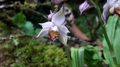 Calanthe alpina