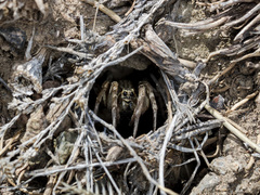 Alopecosa marikovskyi