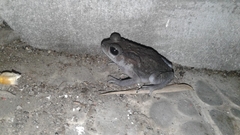 Duttaphrynus melanostictus