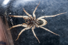 Alopecosa marikovskyi