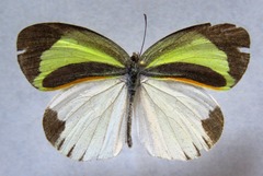 Eurema daira eugenia