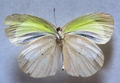 Eurema daira eugenia