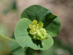 Euphorbia duvalii