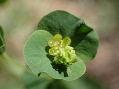 Euphorbia duvalii
