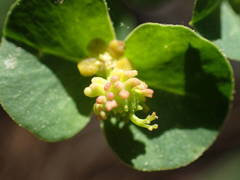 Euphorbia duvalii