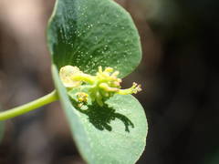 Euphorbia duvalii