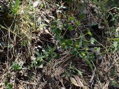 Euphorbia duvalii