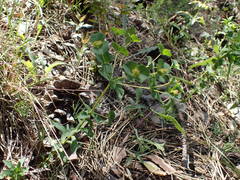 Euphorbia duvalii