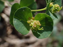 Euphorbia duvalii