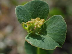 Euphorbia duvalii