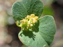 Euphorbia duvalii