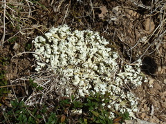 Cladonia convoluta