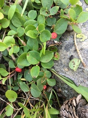 Gaultheria humifusa