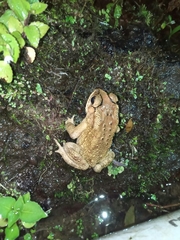 Duttaphrynus melanostictus