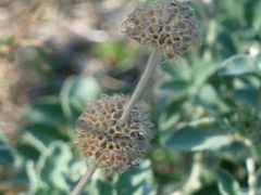 Marrubium incanum