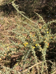 Aspalathus acanthophylla