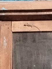 Hemidactylus frenatus