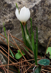 Crocus hyemalis