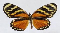 Eresia ithomioides alsina