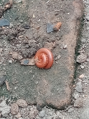 Trigoniulus corallinus