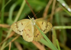 Colotis amata