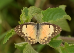 Colotis amata