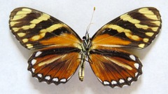 Eresia ithomioides alsina