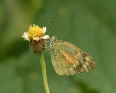 Colotis amata