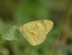 Colotis amata