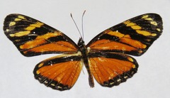 Eresia ithomioides alsina